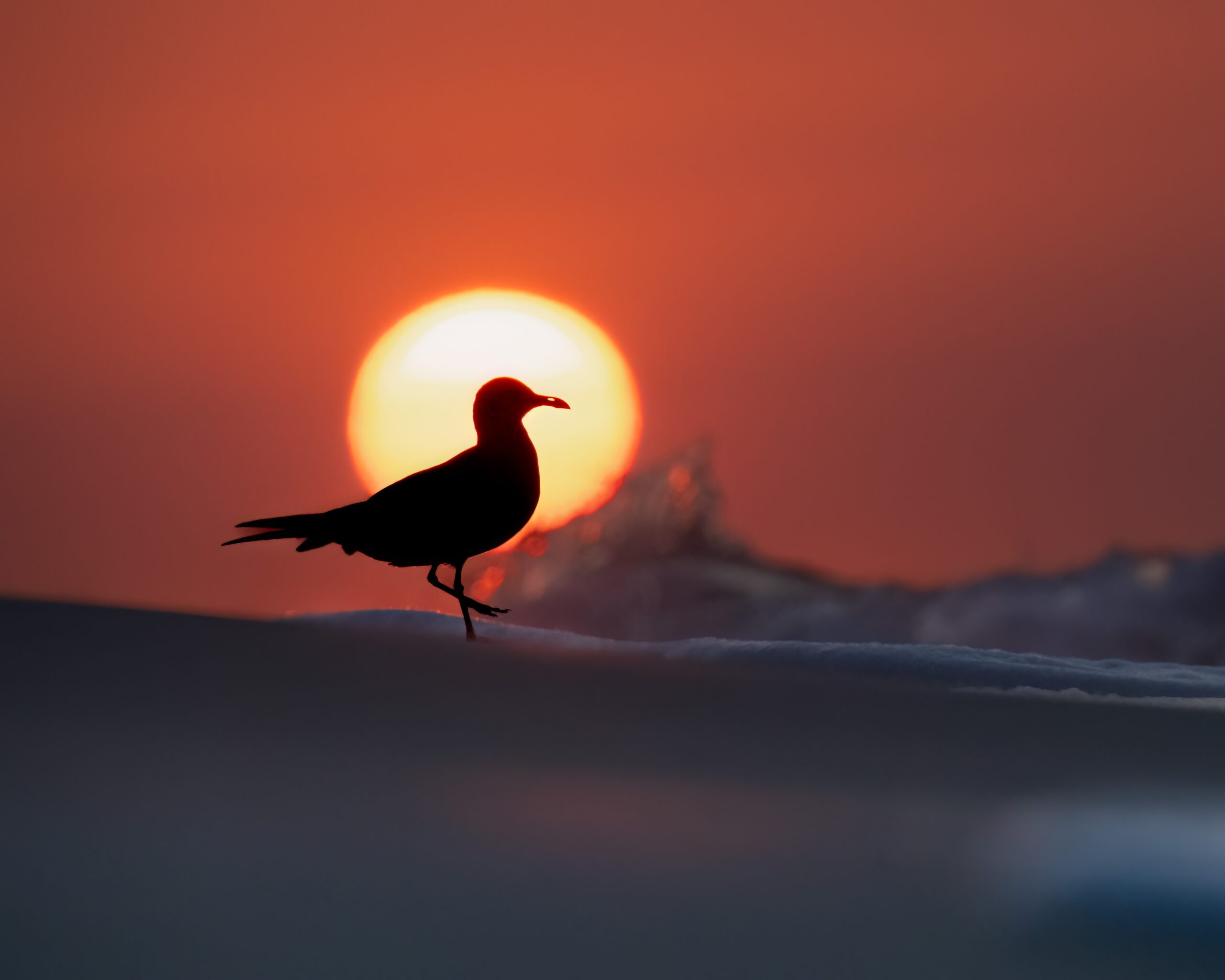 3rd Place, Open Fauna, Brent Eanes, Seagull  Surf Sunrise, Gulf Shores