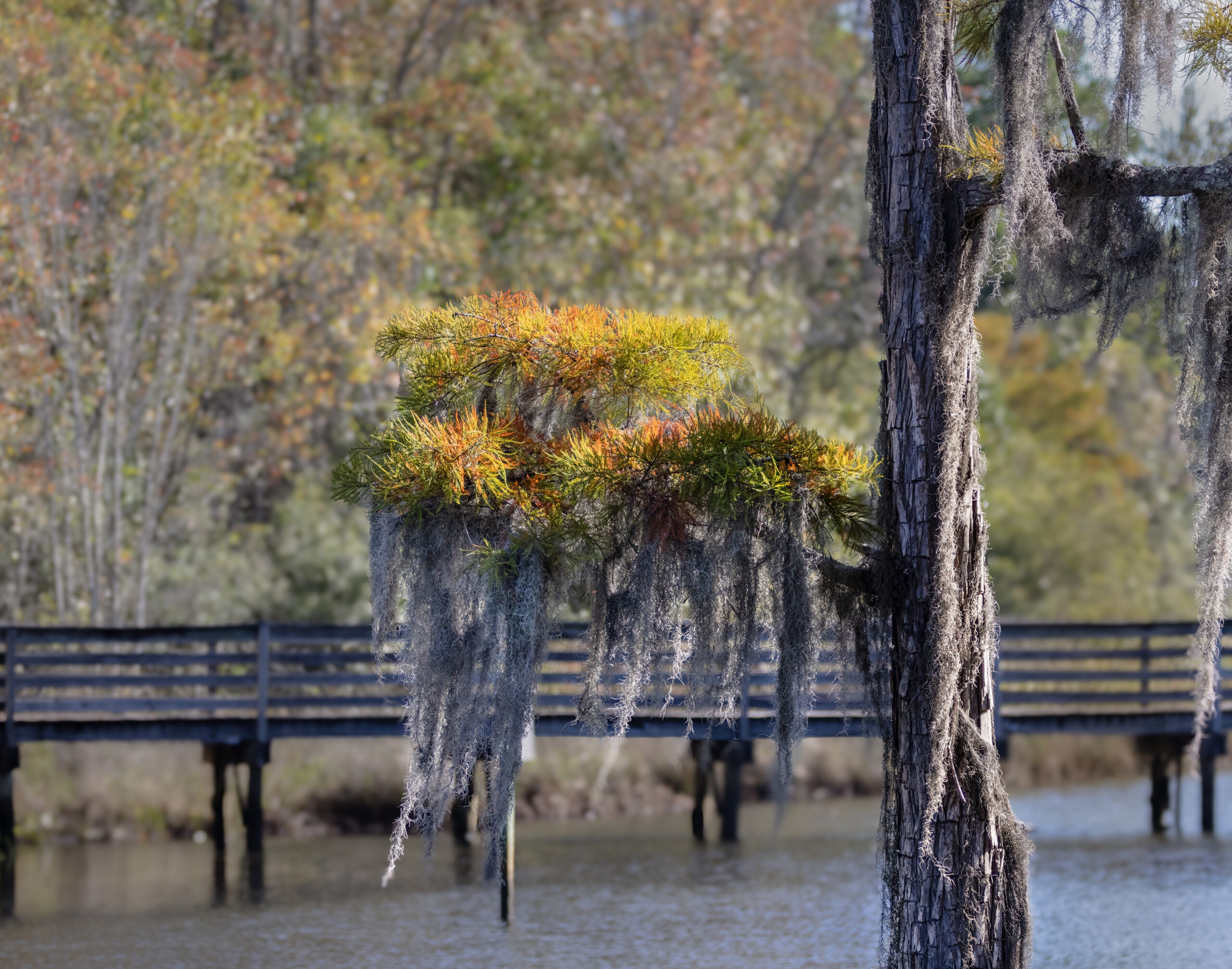 3rd Place, Open Flora, Laurie Schaerer, Cypress Trees in the Fall with Moss, Bellingrath Gardens