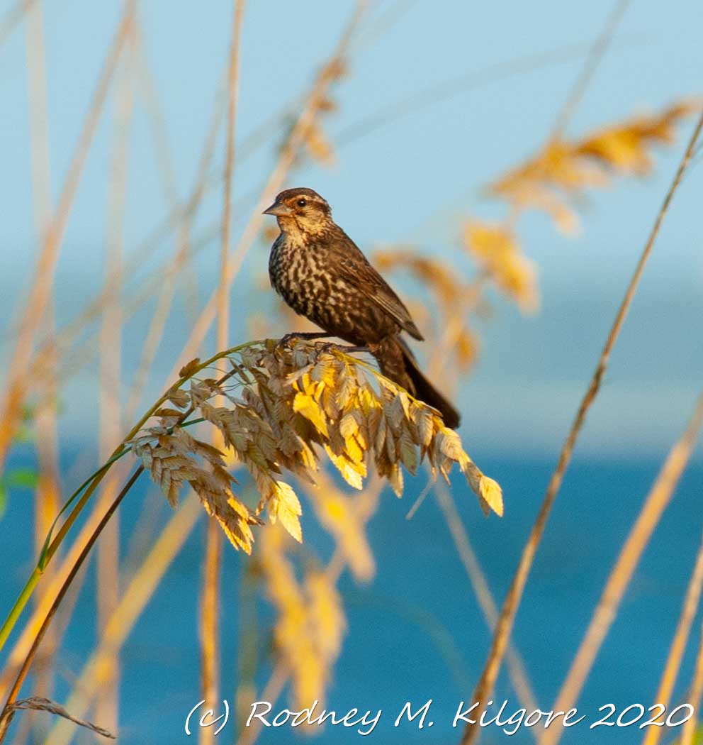 Alabama Coastal BirdFest schedule is here - South Alabama 